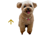 先頭へ戻る